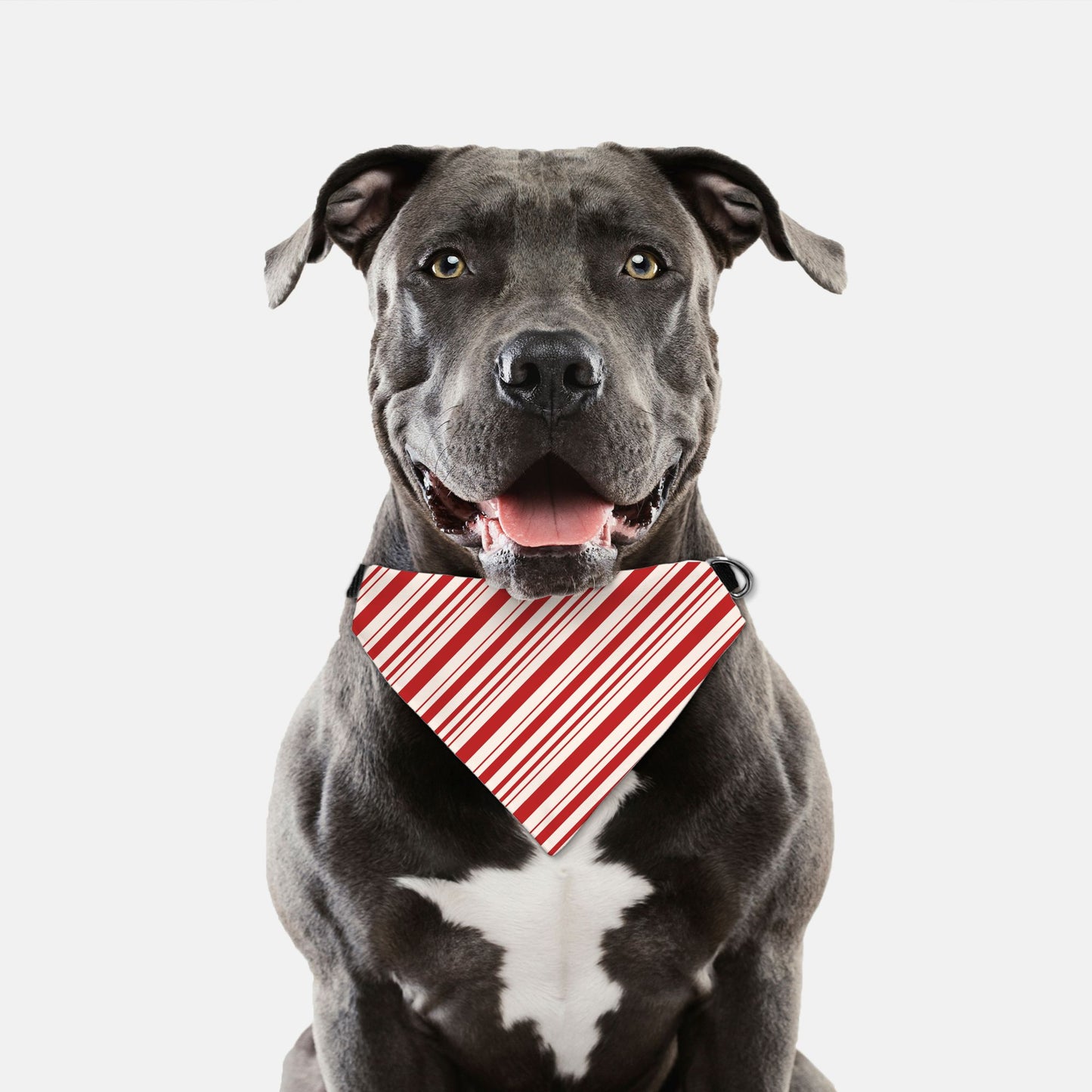 Candy Cane Holiday Collar Pet Bandana (LG & XL)